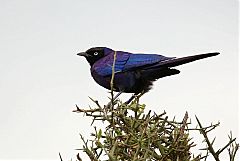 Rüppell's Starling